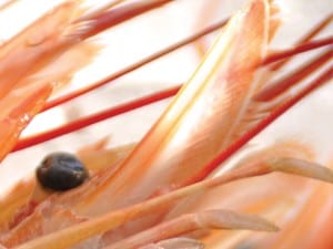 South America Seafood